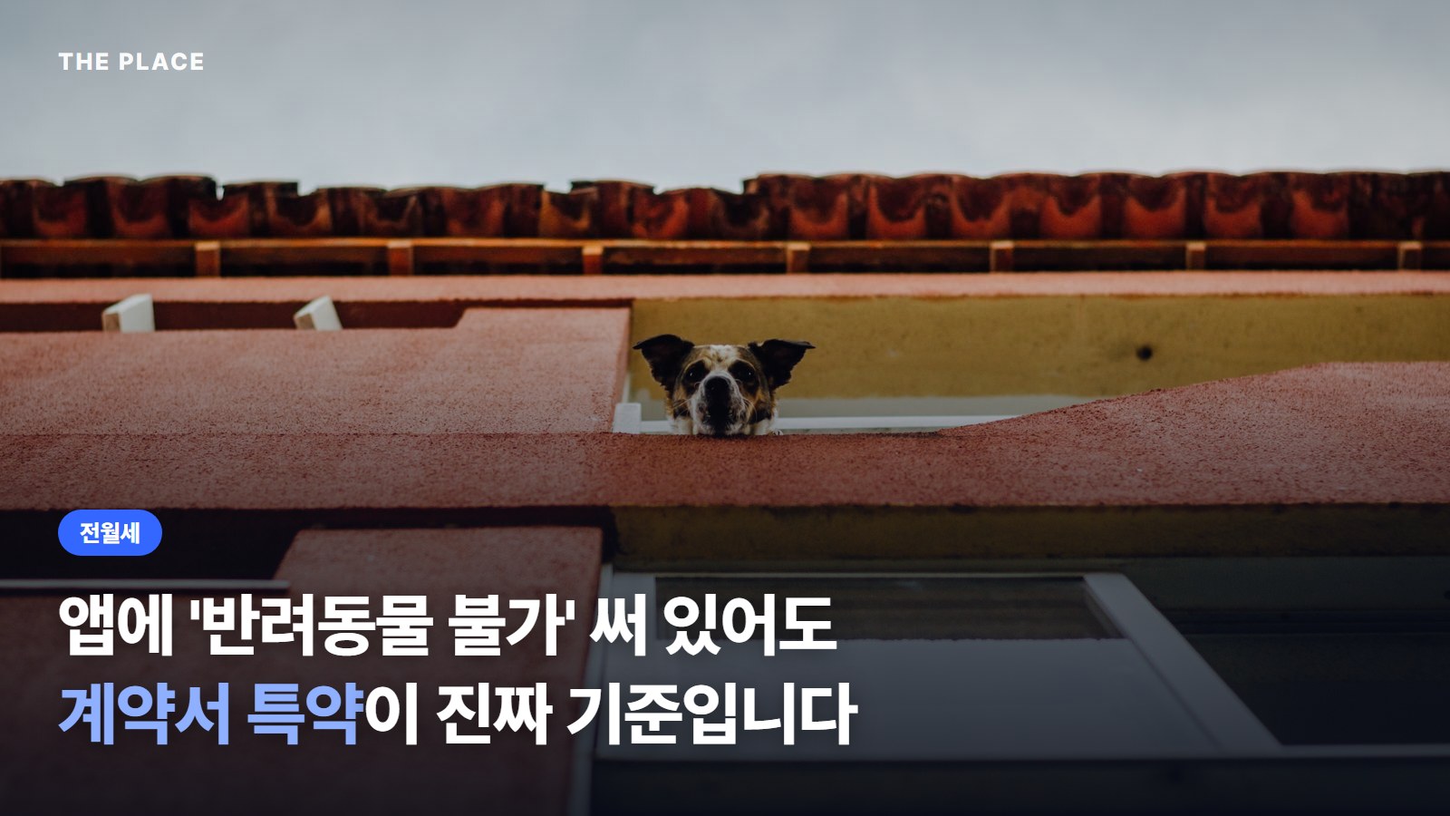 앱에 '반려동물 불가' 써 있어도 계약서 특약이 진짜 기준입니다