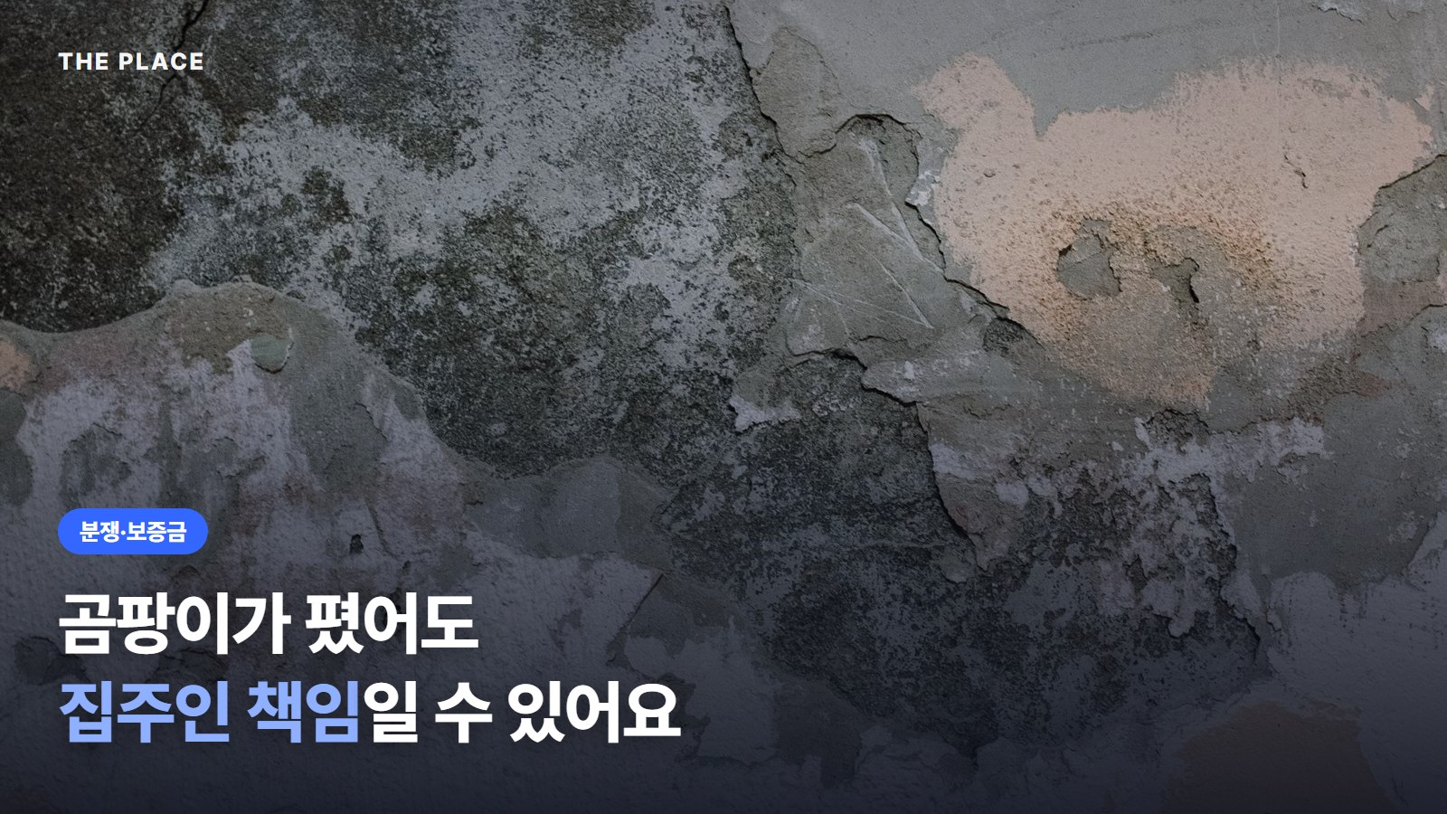 곰팡이가 폈어도 집주인 책임일 수 있어요